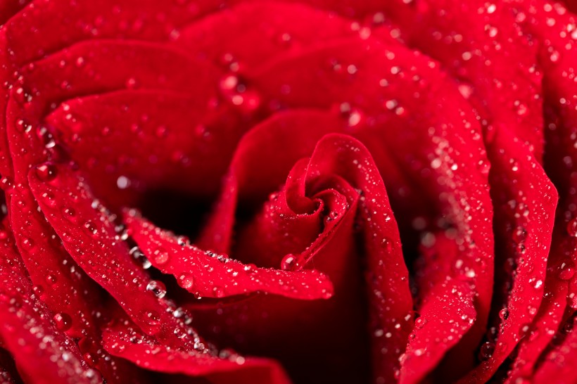 红色玫瑰花图片_26张第7页