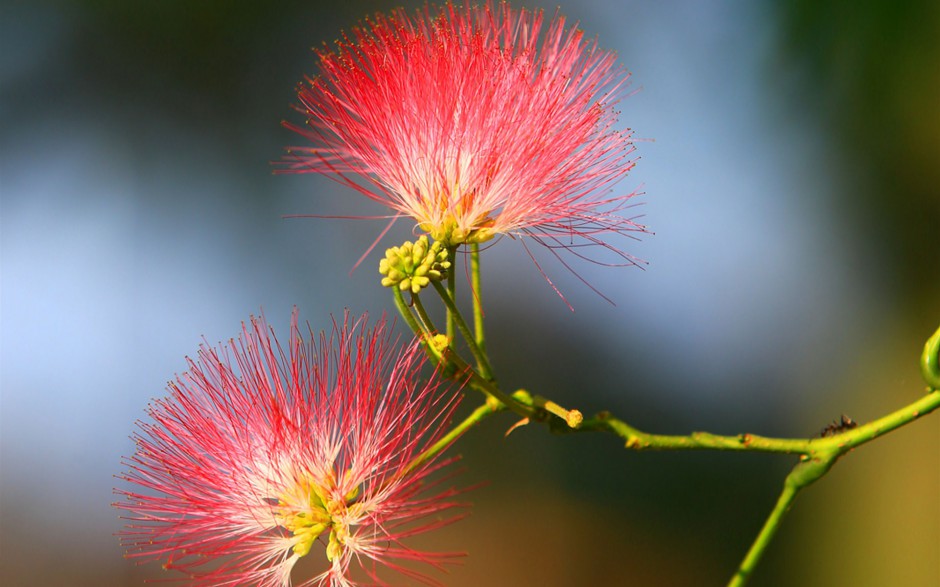 合欢花唯美清新梦幻风景图第5页