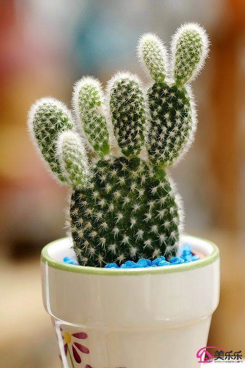 金毛仙人掌图片可爱小巧第2页