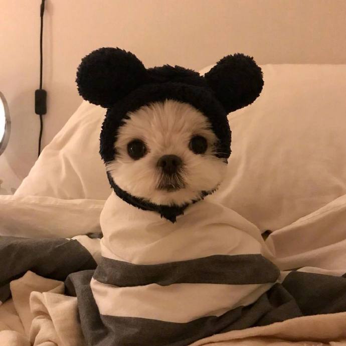 超级可爱的穿着好看衣服的小狗狗图片第7页