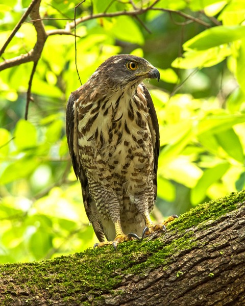 凤头鹰图片_10张第4页