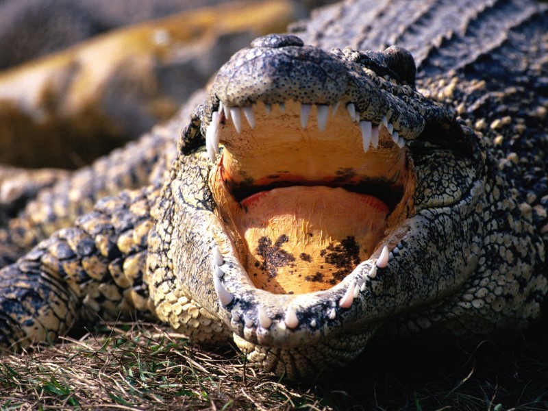 河马鳄鱼图片_20张第8页