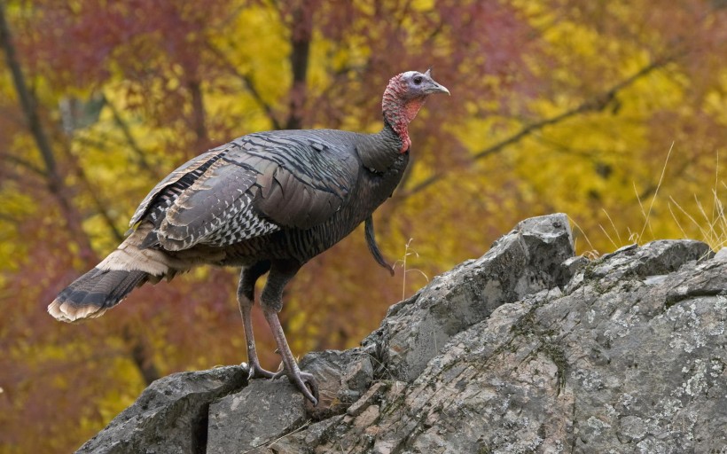 独特的火鸡图片_24张第3页