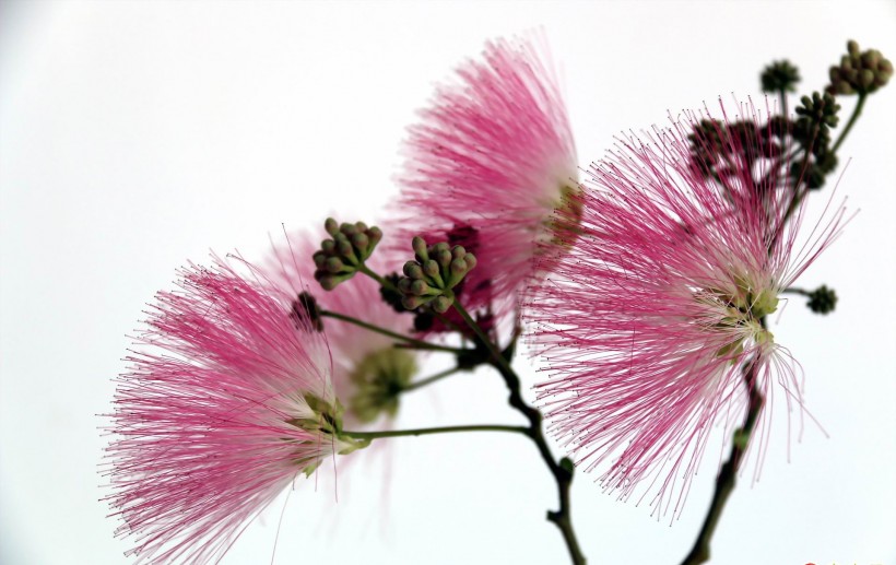 粉色毛绒绒的合欢花图片_12张第10页