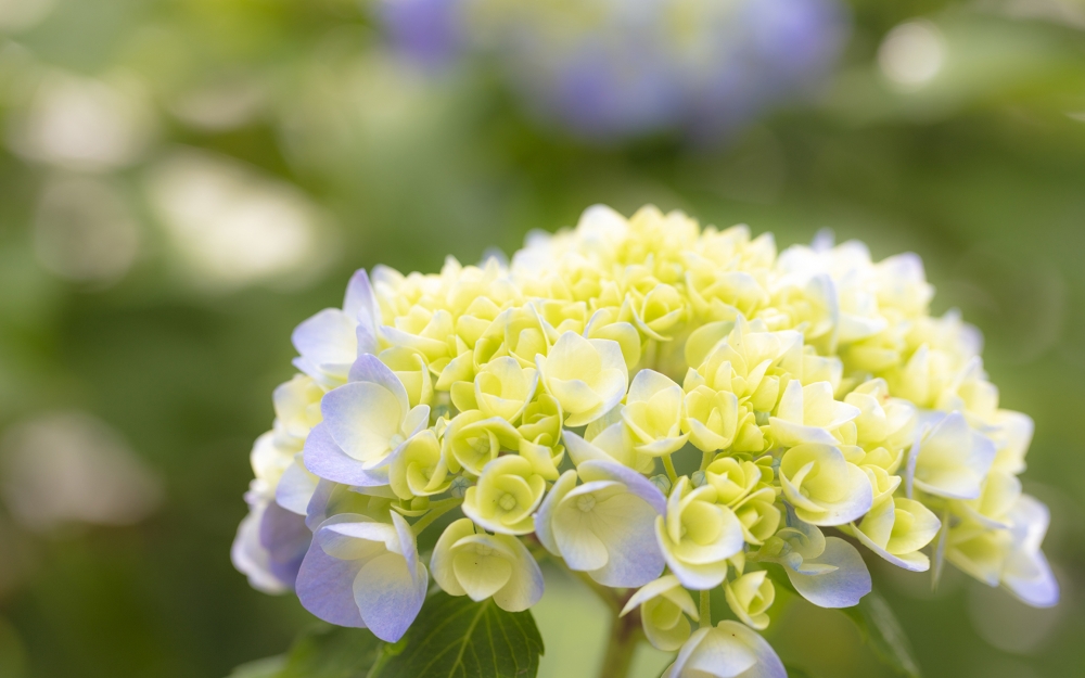 清新唯美的绣球花高清图片欣赏