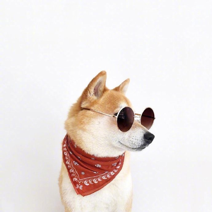 一只帅气有型的阿柴