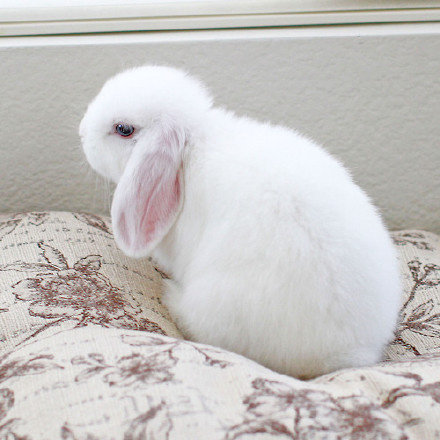 超萌蓝眼睛的荷兰垂耳兔booboo