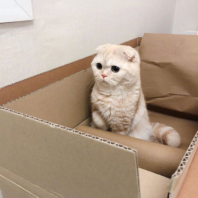 搞怪可爱的小猫图片第2页