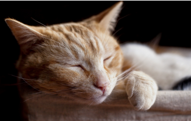 小猫 85814图库 小猫图片 超级迷人可爱的小猫咪眯眼图片