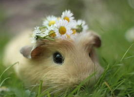 一组可爱圆鼓鼓的荷兰仓鼠图片欣赏