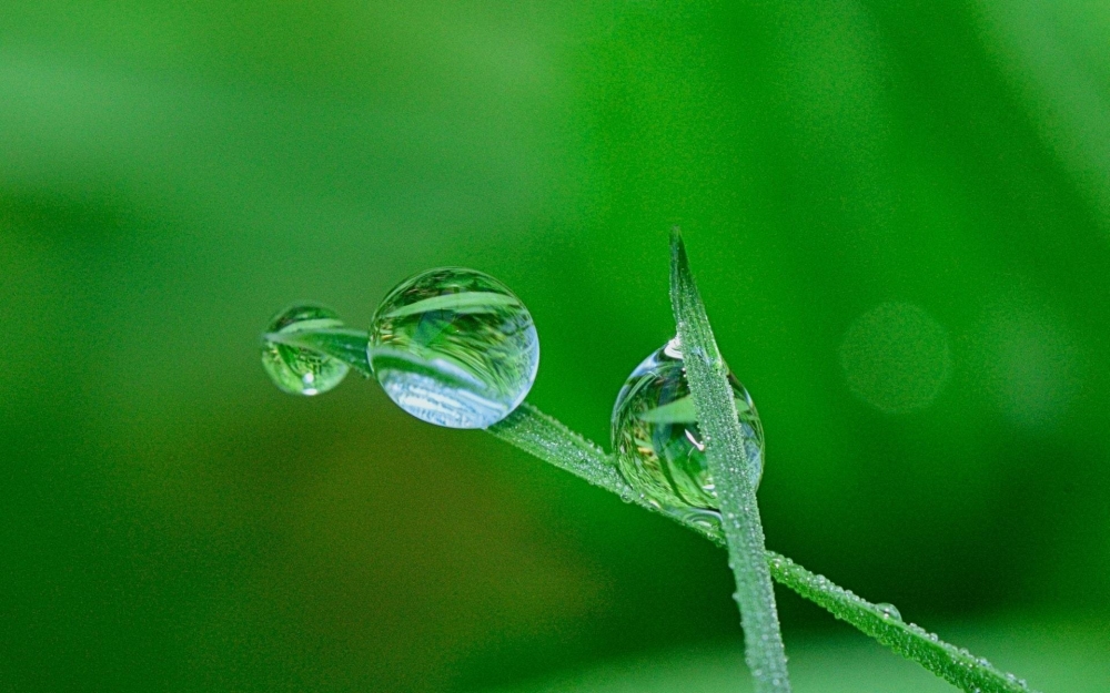 叶尖的露珠高清桌面壁纸