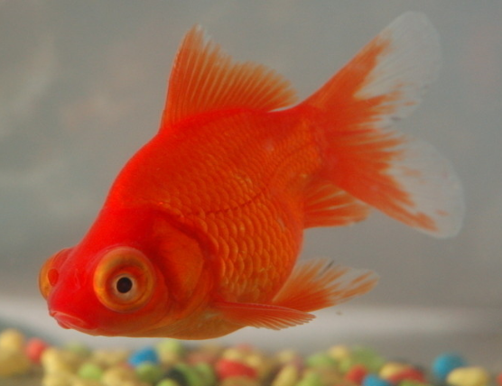 一组红珍珠金鱼图片
