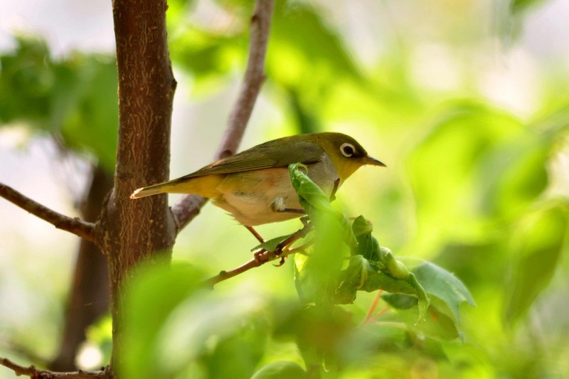 小巧机灵的绣眼图片第5页