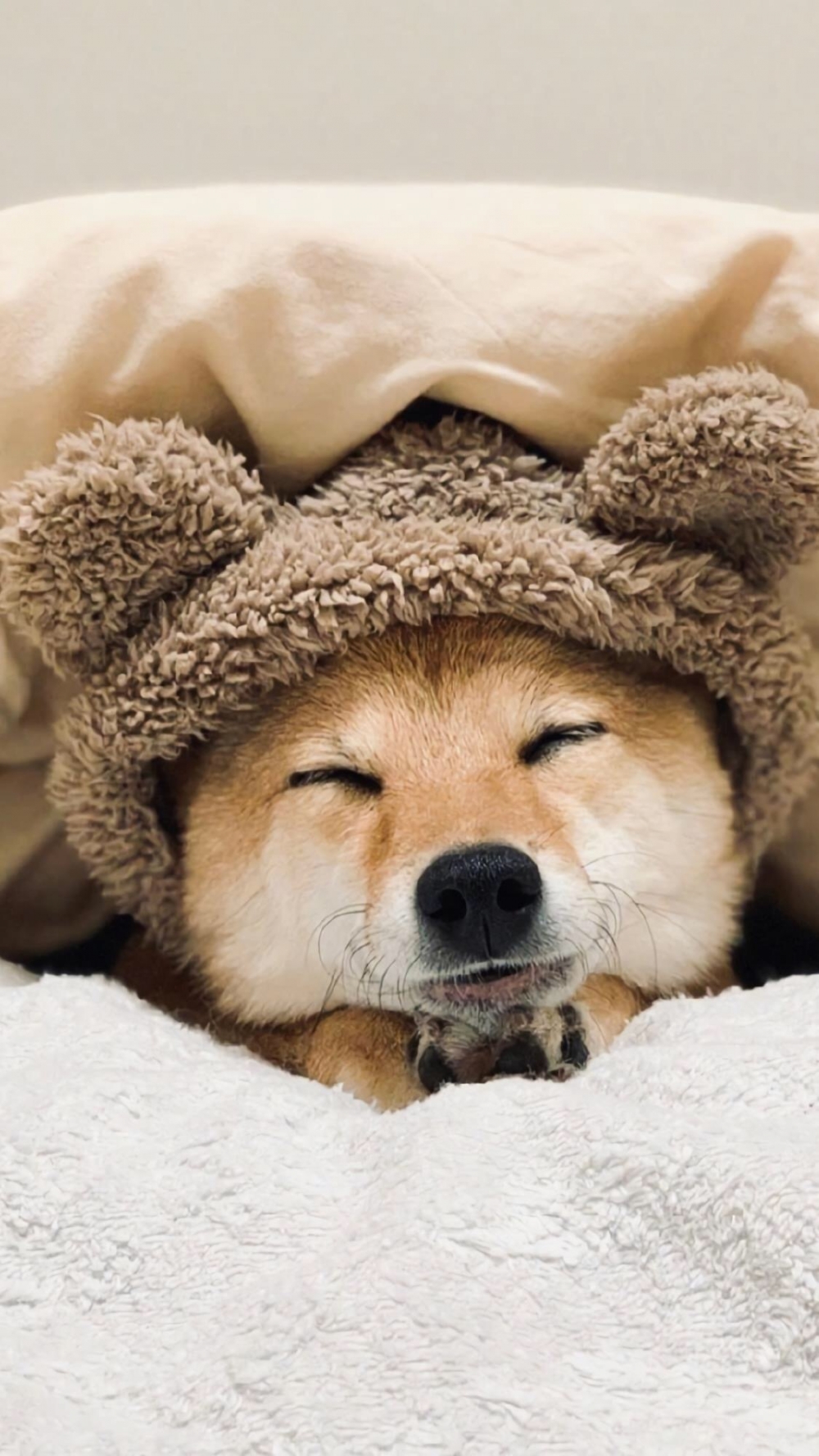 蠢萌可爱柴犬手机壁纸第9页