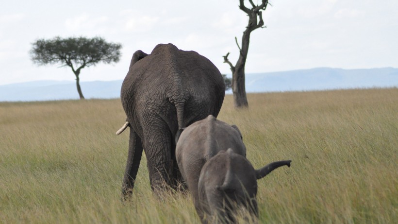 肌肉发达的大象图片欣赏