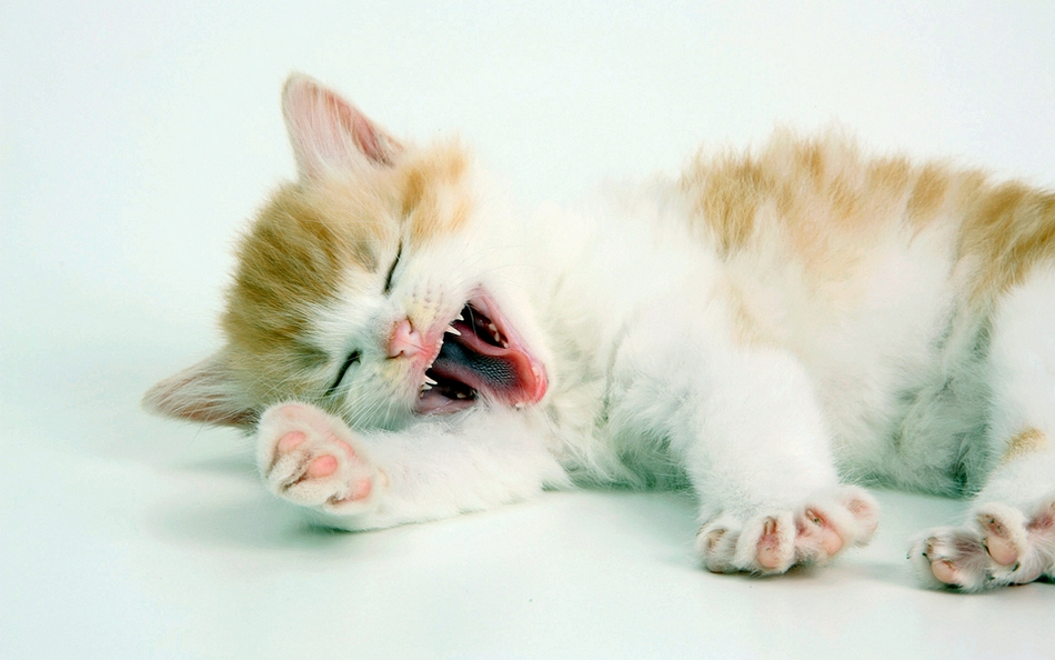 正在睡觉的可爱猫咪图片第6页