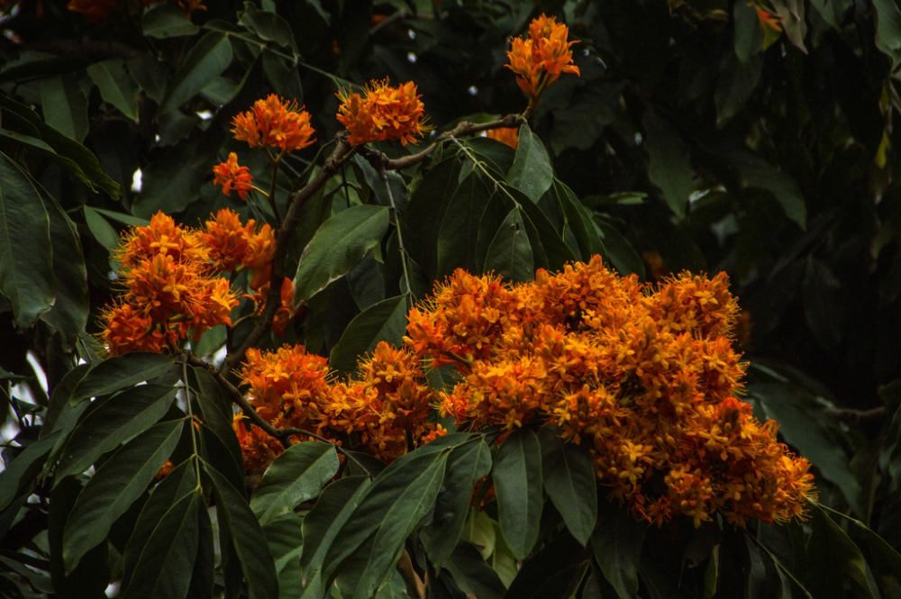 一组佛教圣花无忧花图片