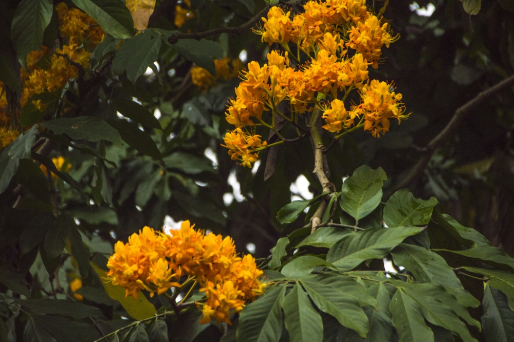 一组佛教圣花无忧花图片