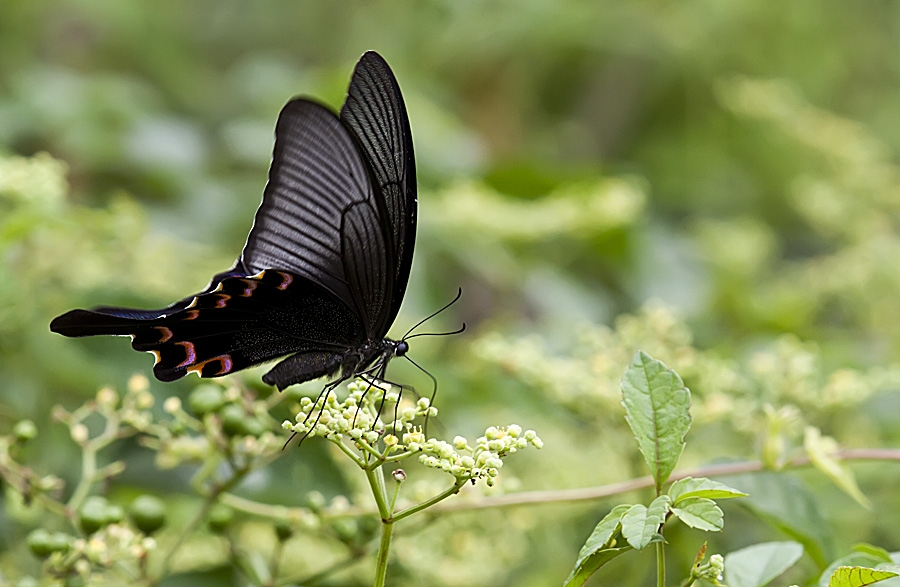红斑锤尾凤蝶,蝶与花图片第4页