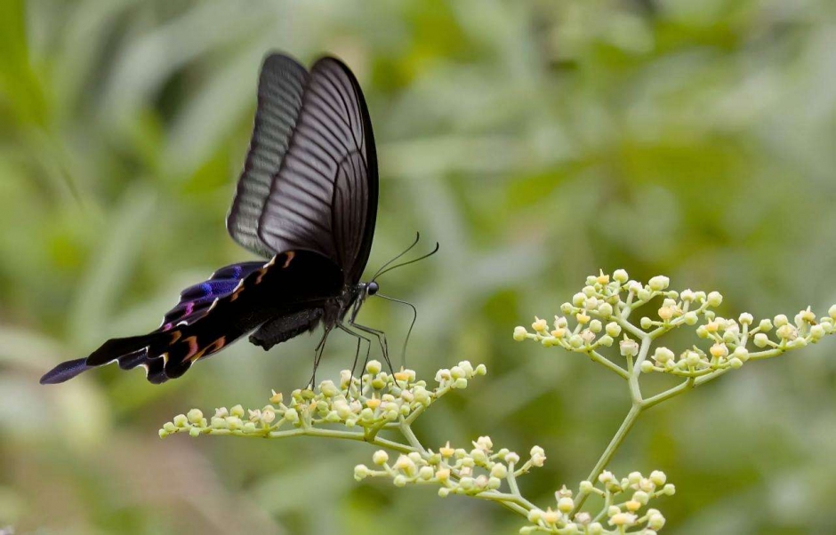 红斑锤尾凤蝶,蝶与花图片第4页