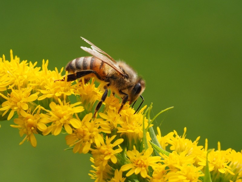 蜜蜂在花朵上采蜜的高清图片大全第9页 - 85814图库