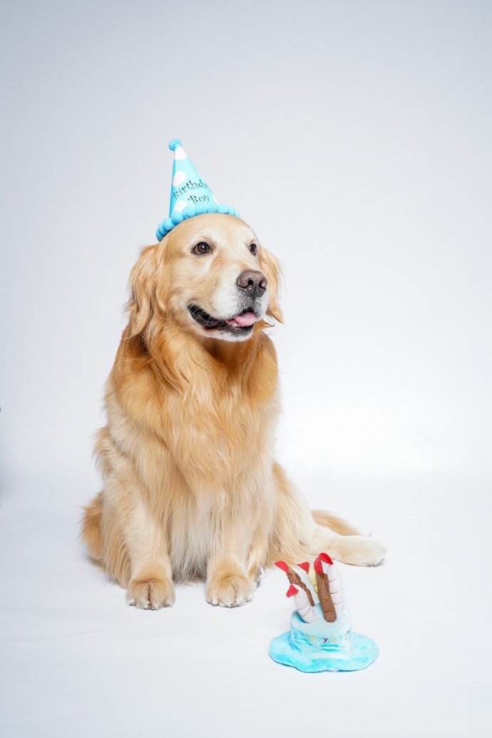 爱吃零食的大暖男金毛狗狗第4页