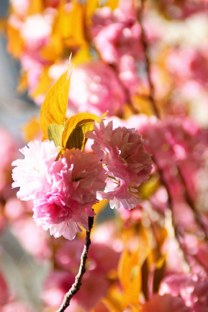 很粉很粉的樱花图片 - 85814图库