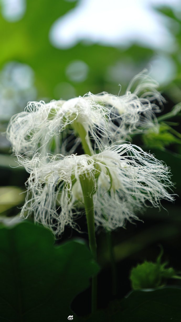 一组自带仙气的瓜蒌花图片第6页
