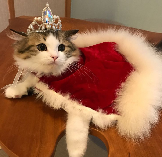 一只高贵的猫咪殿下图片第7页