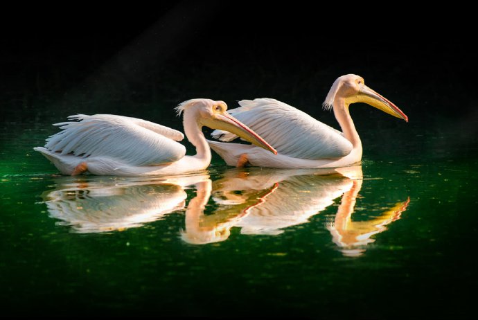 漂亮生动的鸟类摄影图片第7页 - 85814图库