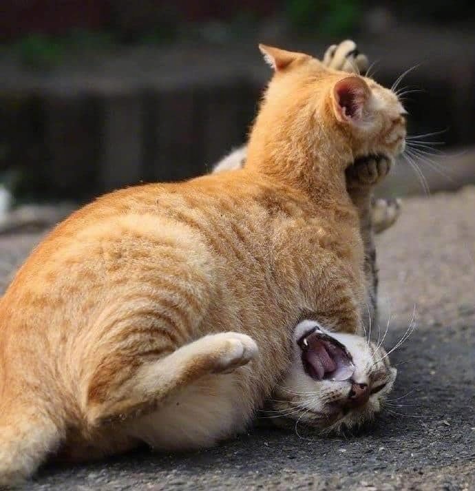 一组打闹逗乐的猫猫图片第2页