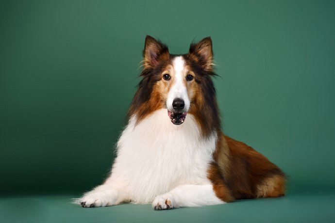 一组白棕色可爱的苏牧狗狗第8页