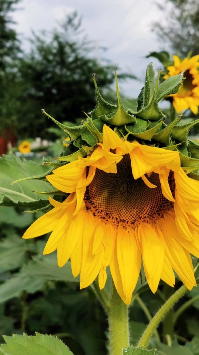 一组金色唯美的向日葵