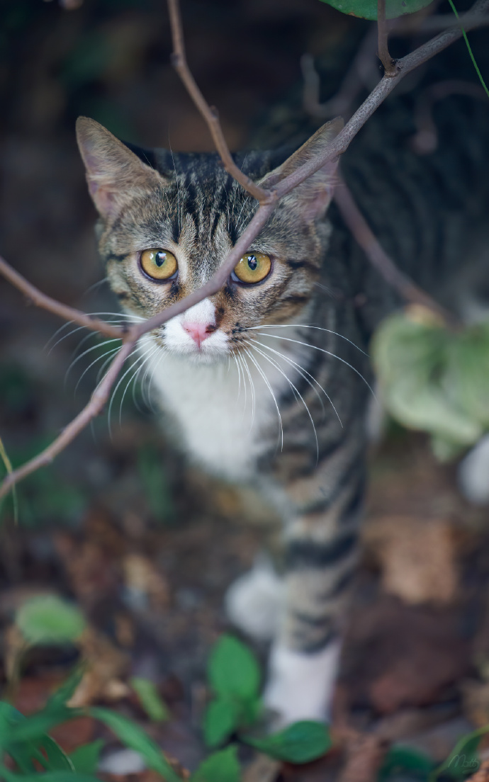 眼神凶猛的狸花猫图片第2页 - 85814图库
