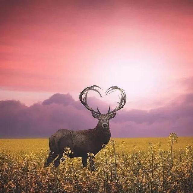 一组超美的麋鹿意境图片